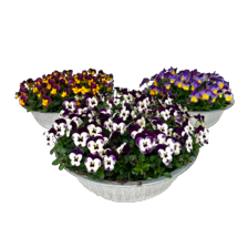 Violen in zinken schaal